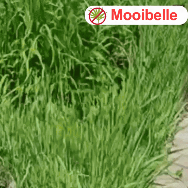 Mooibelle 2-in-1 Max Power Onkruidbestrijder | Ziet onkruid al binnen 6 uur afsterven!