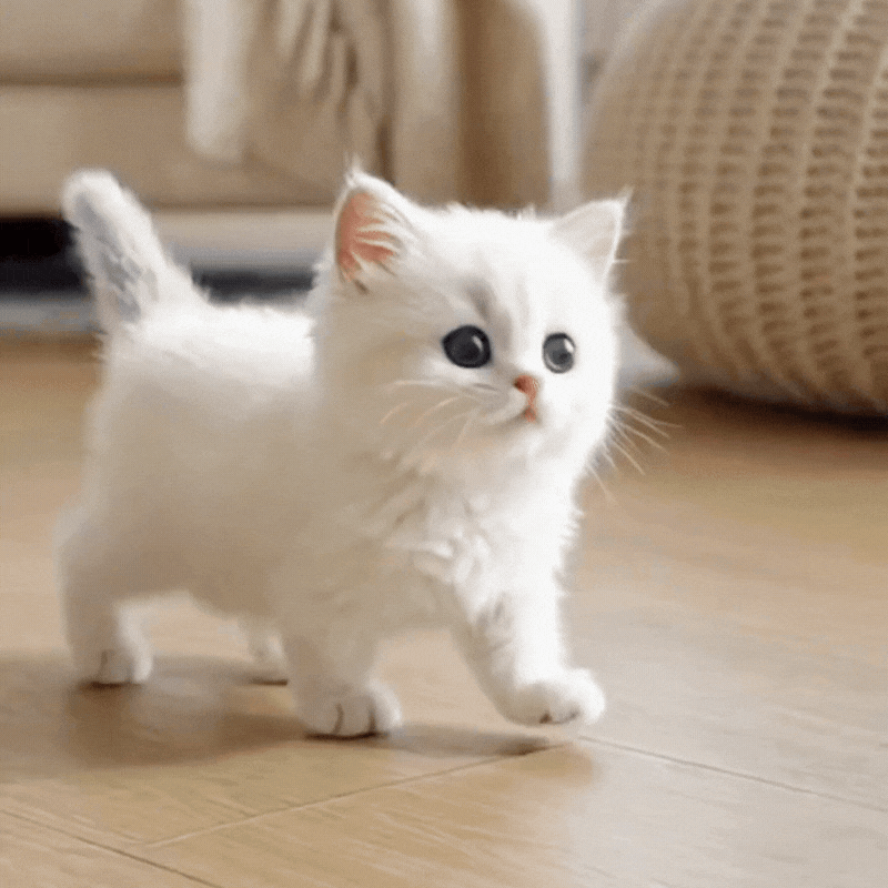 Mooibelle  – Mijn realistische robotkitten