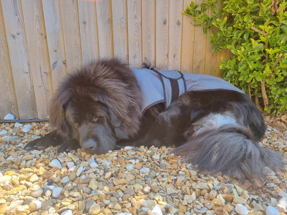Luxe verkoelende jas voor honden