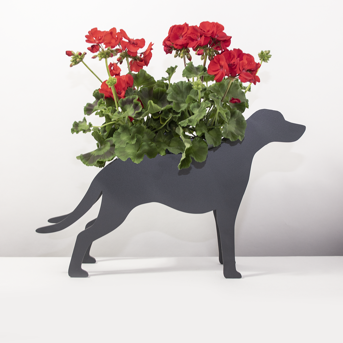 Plantenhond