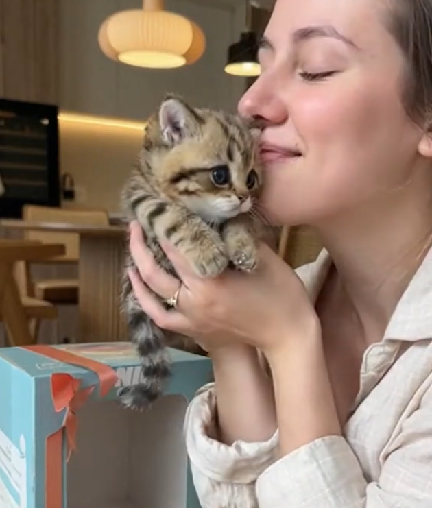 Mooibelle  – Mijn realistische robotkitten