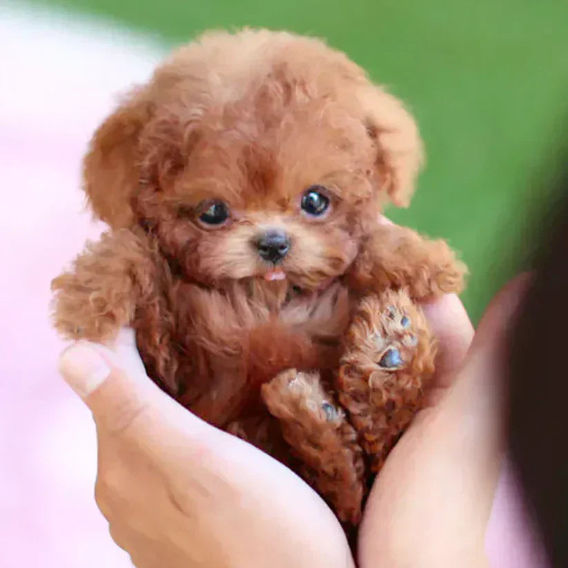 Interactieve knuffelpup
